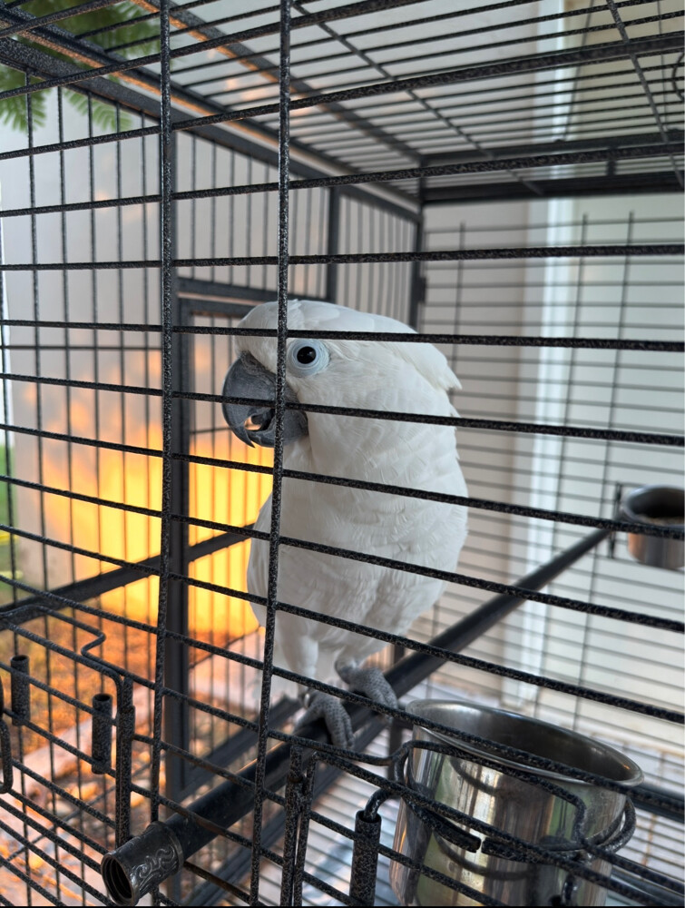 Umbrella Cockatoo - 1