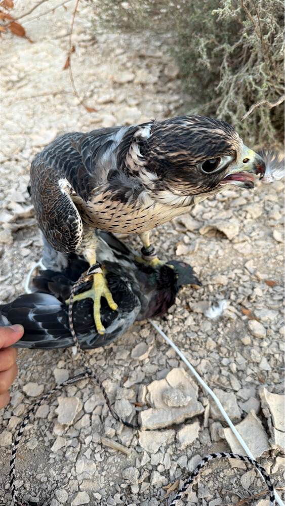 جير تبع - 1