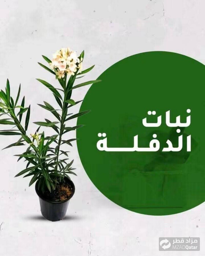تنسيق الحدائق وزراعة العشب - 20