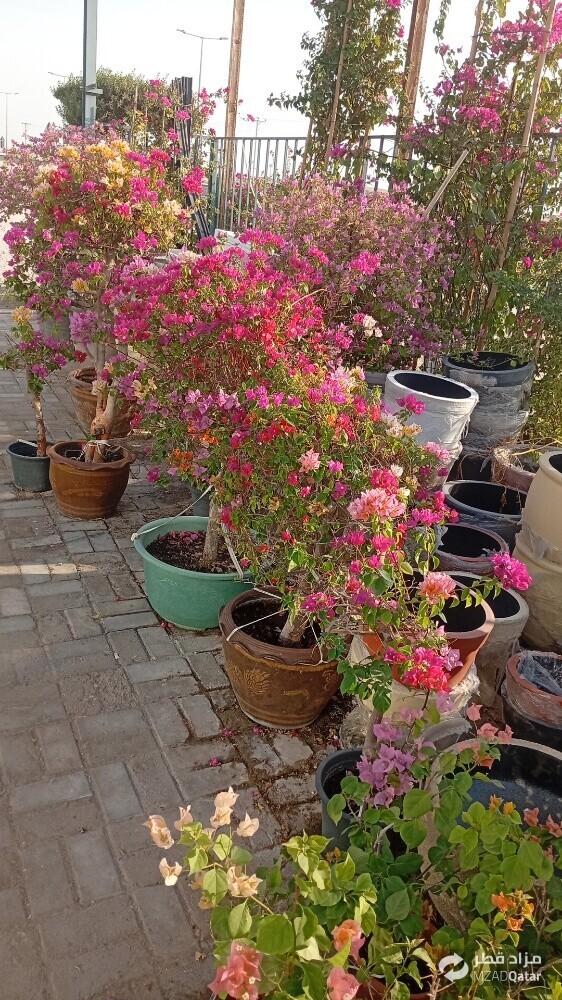 تنسيق الحدائق وزراعة العشب - 12