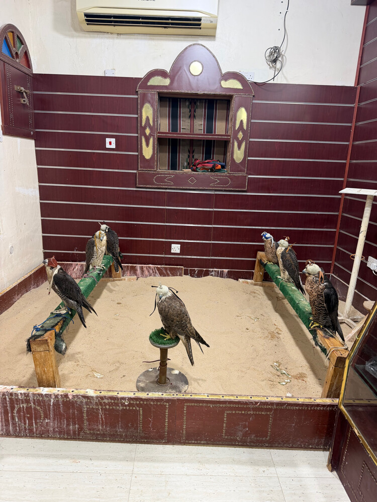 falcons - 3