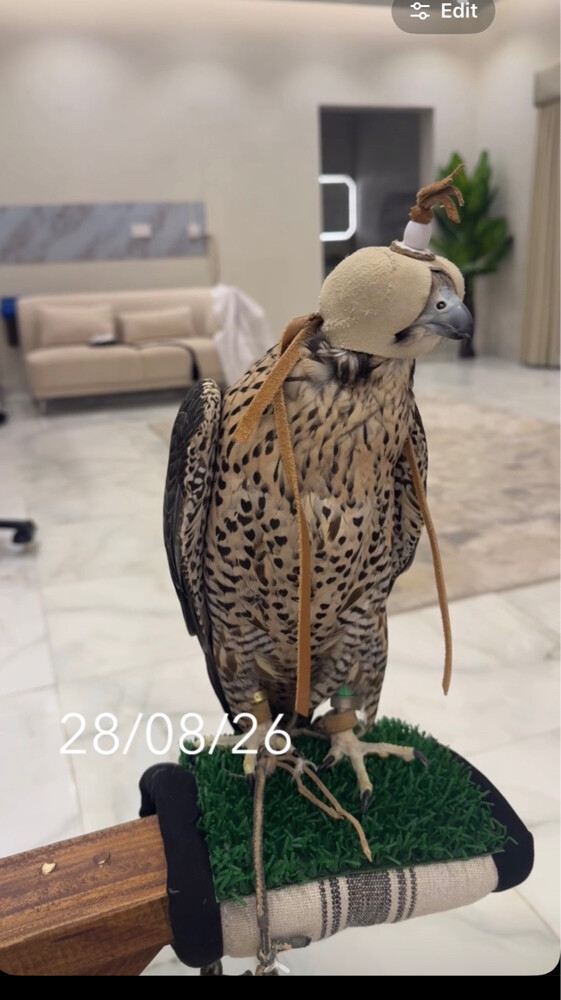 جير تبع  - 1