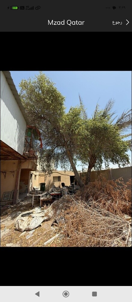 مزارع ومقطع اشجار ونقل النخيل - 1