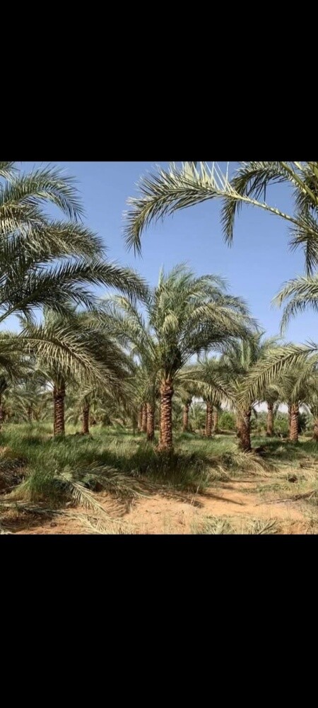 توريد وتركيب جميع انواع النخل - 1