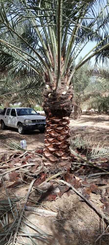 اعمل ديكور  وترتيب المزارع الكبير - 23