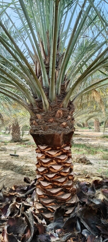اعمل ديكور  وترتيب المزارع الكبير - 22