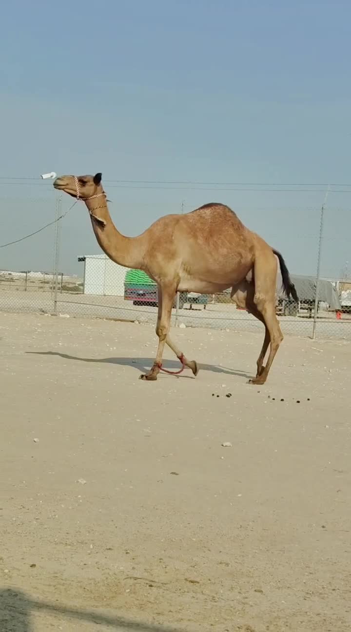 للبيع شاهنيه مدني  - 1
