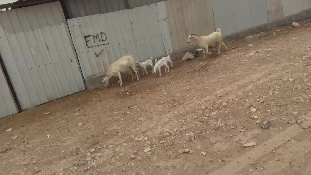 للبيع معزه وليد طيبه 2 حدرها 4 - 5