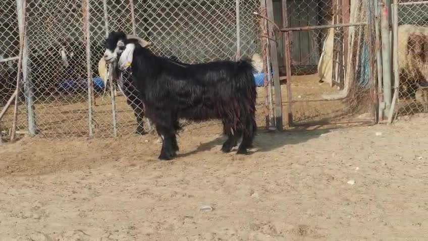 للبيع فحل عاااااارضي طيب حاااار - 5