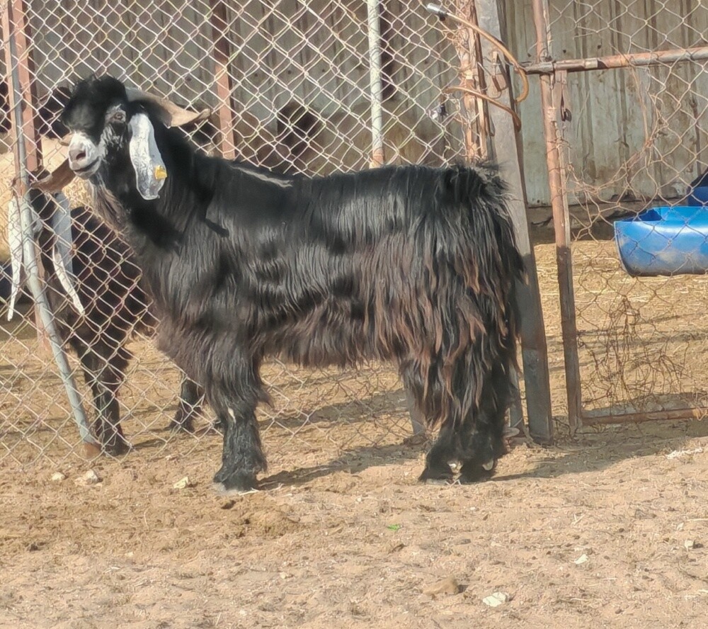 للبيع فحل عاااااارضي طيب حاااار - 3
