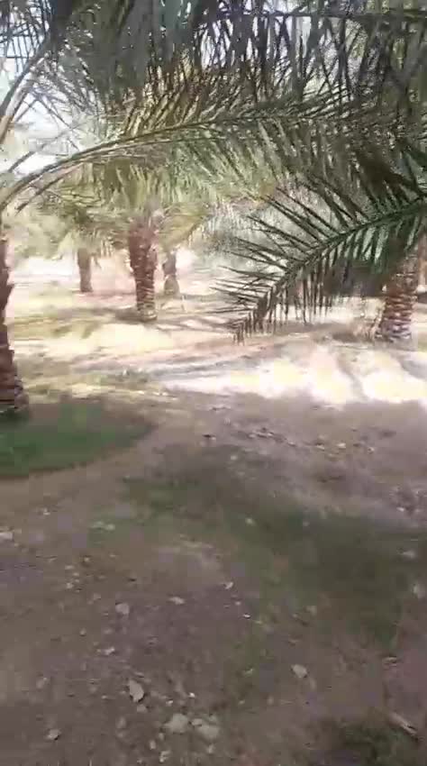 توريد وتركيب جميع انواع النخل - 1