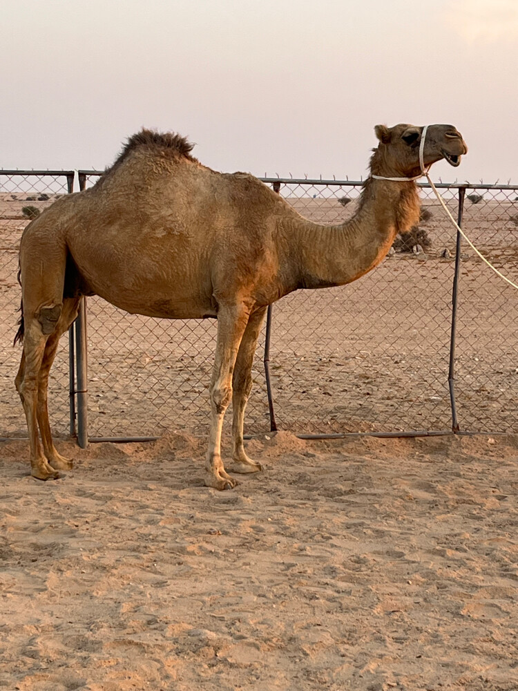 عشراء - 1