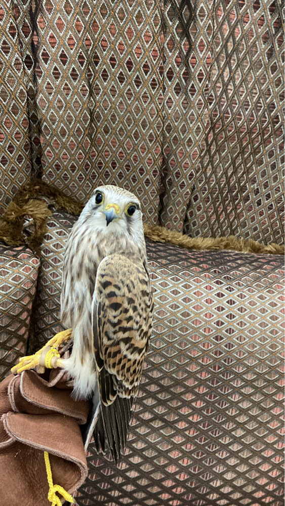 شرايص طرح قطر  - 5
