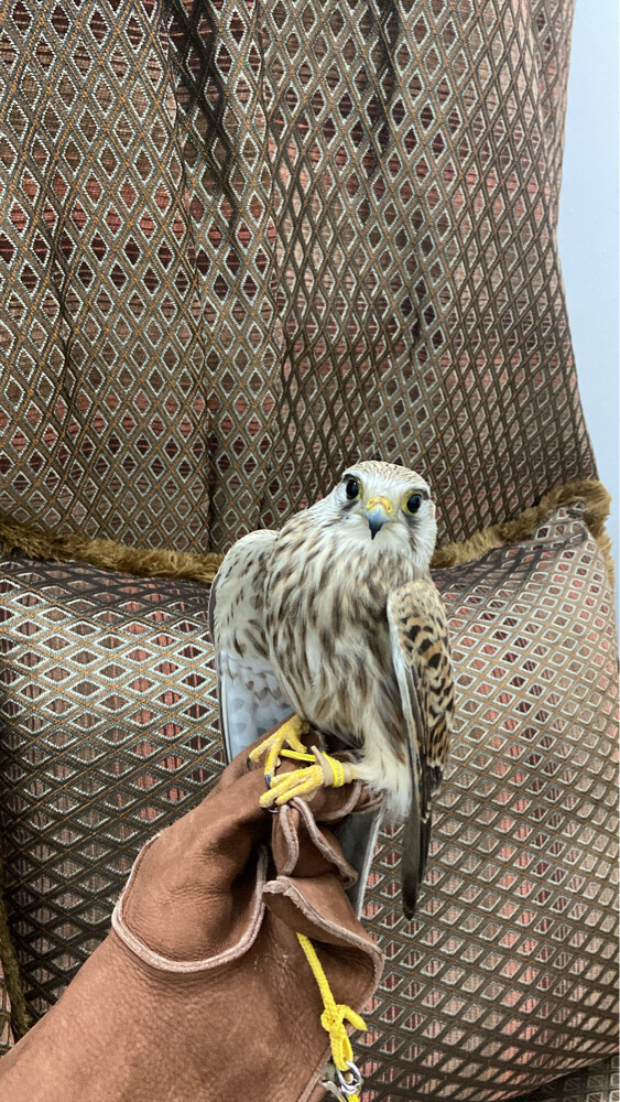 شرايص طرح قطر  - 2