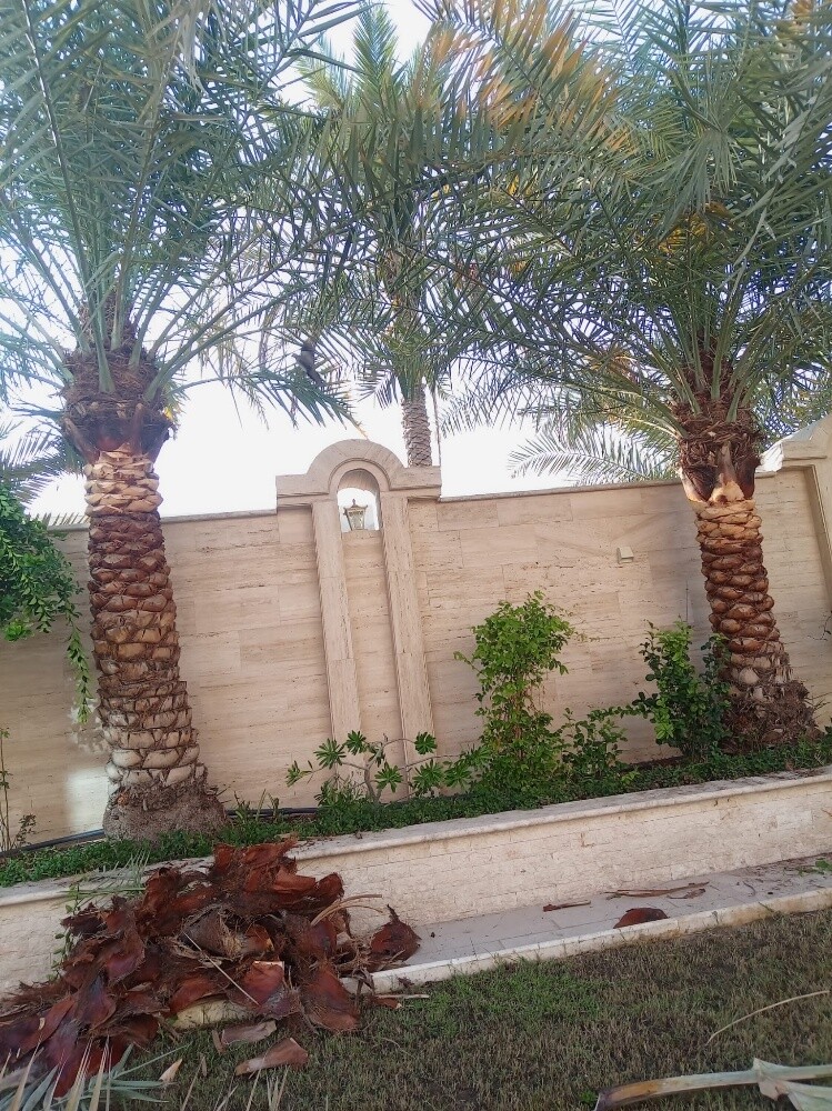 تنيسق وزراعه الحدايق - 1
