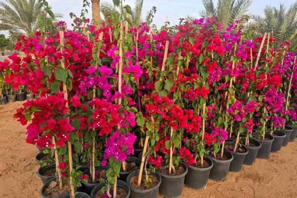 مزارع توريد وزراعة وصيانه شهريه - 3