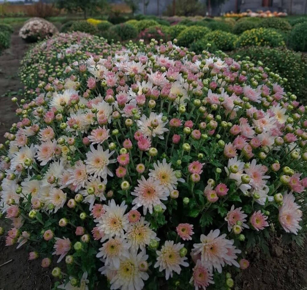 زراع - 5