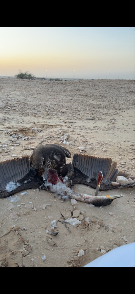 جير شاهين بكر  - 4