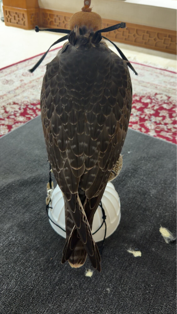 جير شاهين بكر  - 2