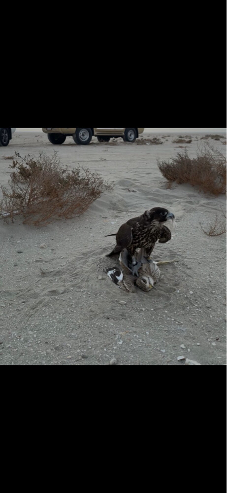 جير شاهين بكر  - 3