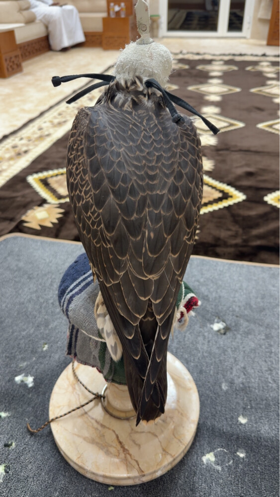 جير تبع فرخ - 2
