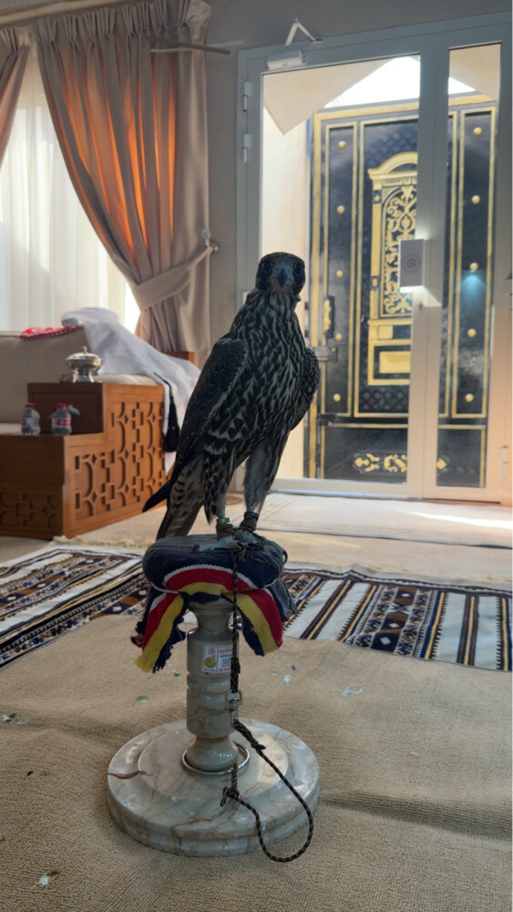 جير تبع فرخ - 5