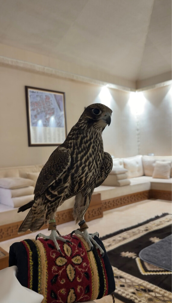 جير تبع فرخ - 4