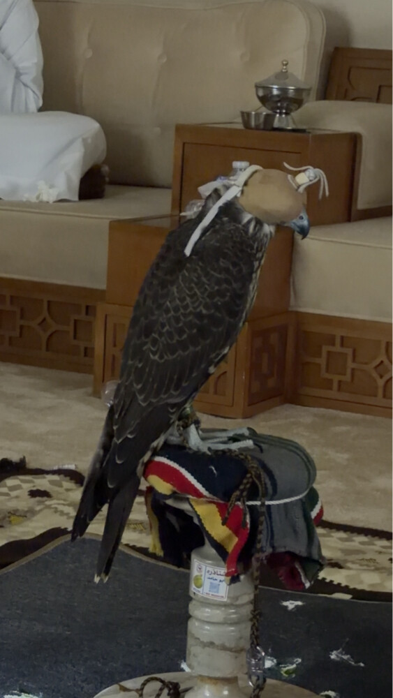 جير تبع فرخ - 3