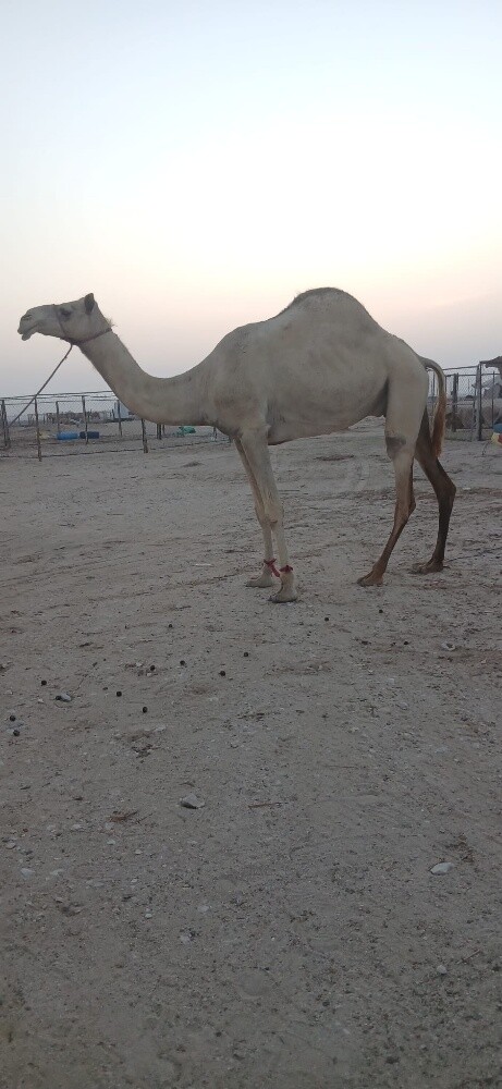 سودانية - 1