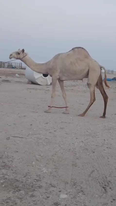 سودانية - 2