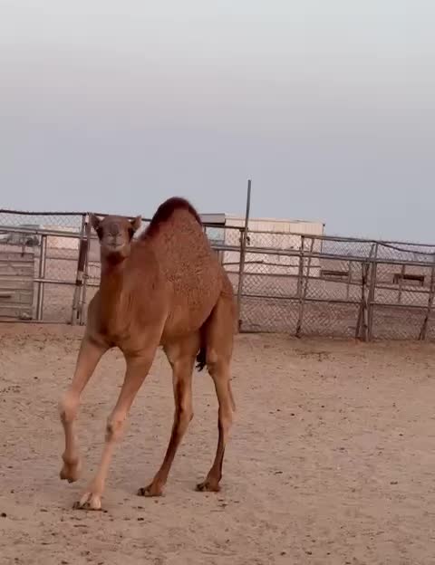 قعود مفرود - 2