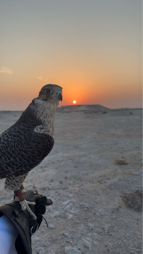 جير تبع - 2