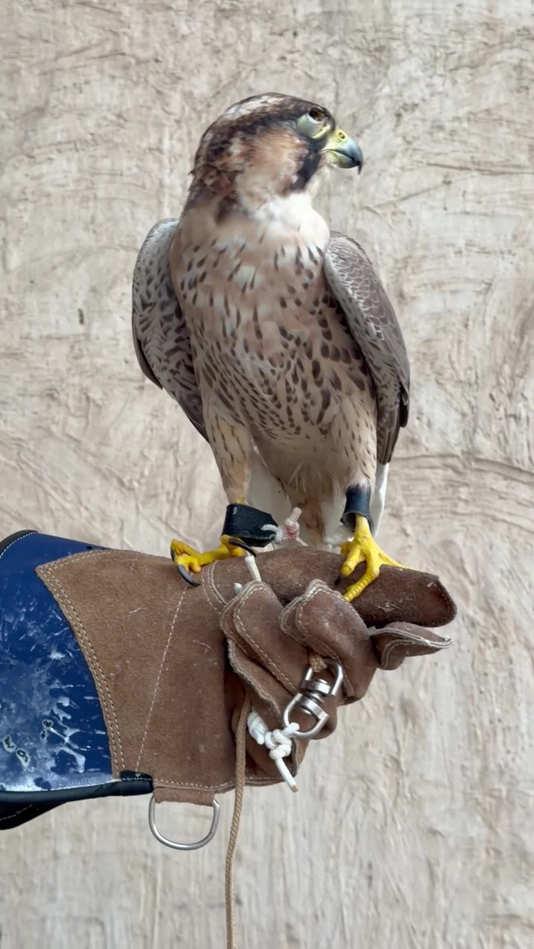 جبلية  - 4