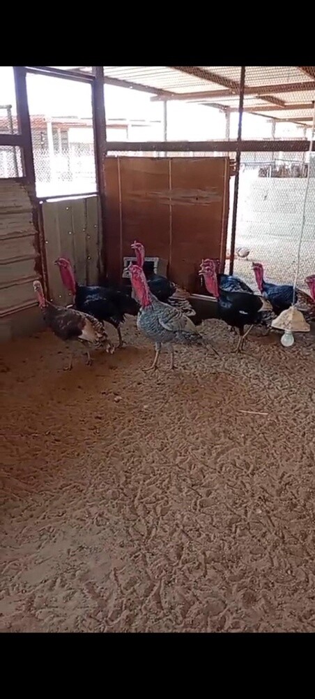 Turkey Chiken For sell - 1