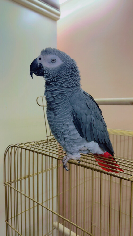coco - 1