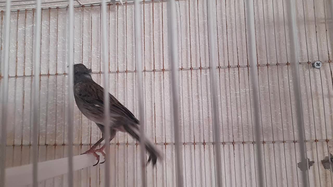 Canary - 1