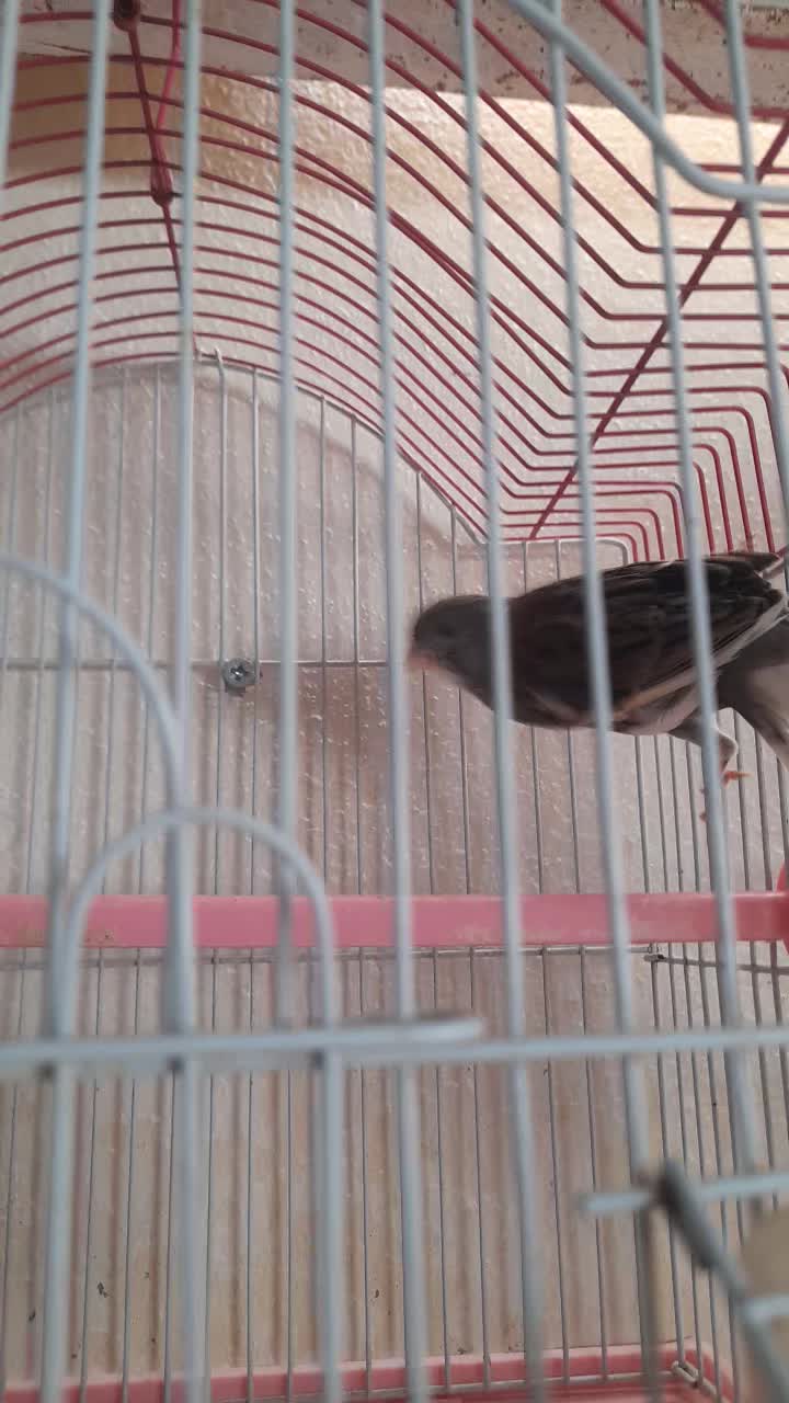 Canary - 1