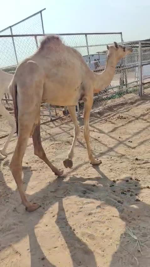 للبيع عجم مهجنه جاهزه للظراب - 1