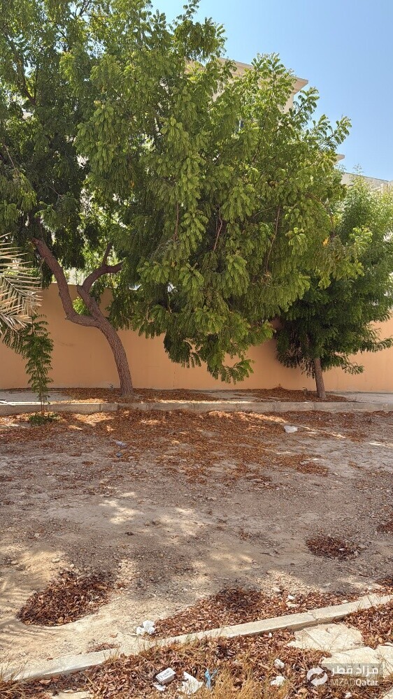 نقوم بتقطيع الاشجار والنخيل - 1