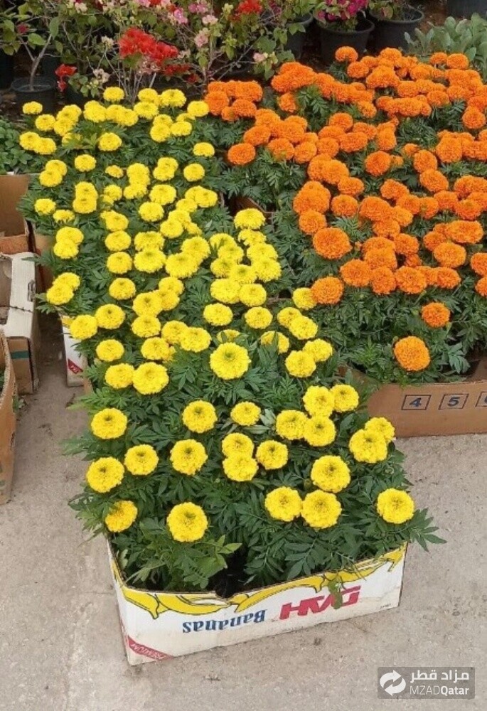 زراعة العشب الطبيعي والزهور - 17