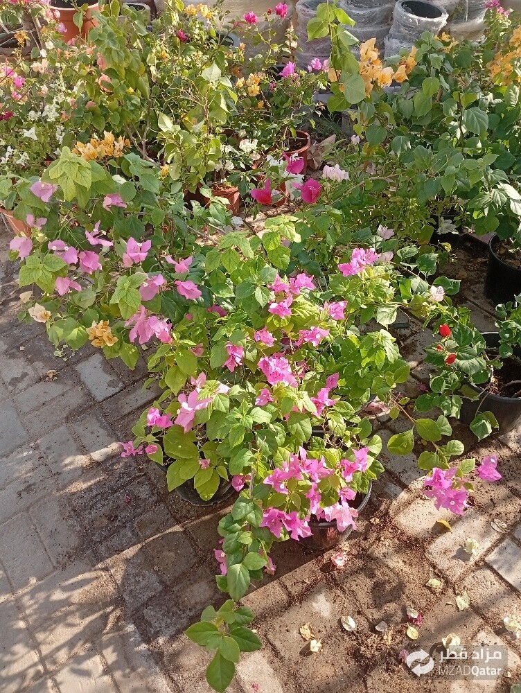 زراعة العشب الطبيعي والزهور - 16