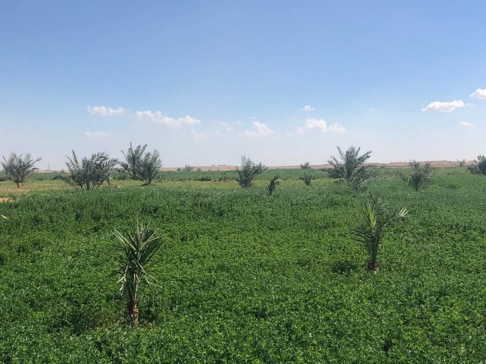 للبيع مزرعه بالزغبن بالشمال - 5