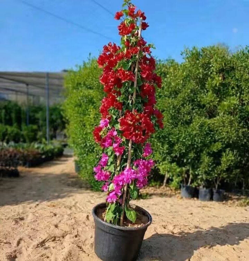 مزارع - 1
