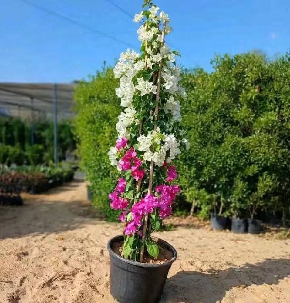 مزارع - 4