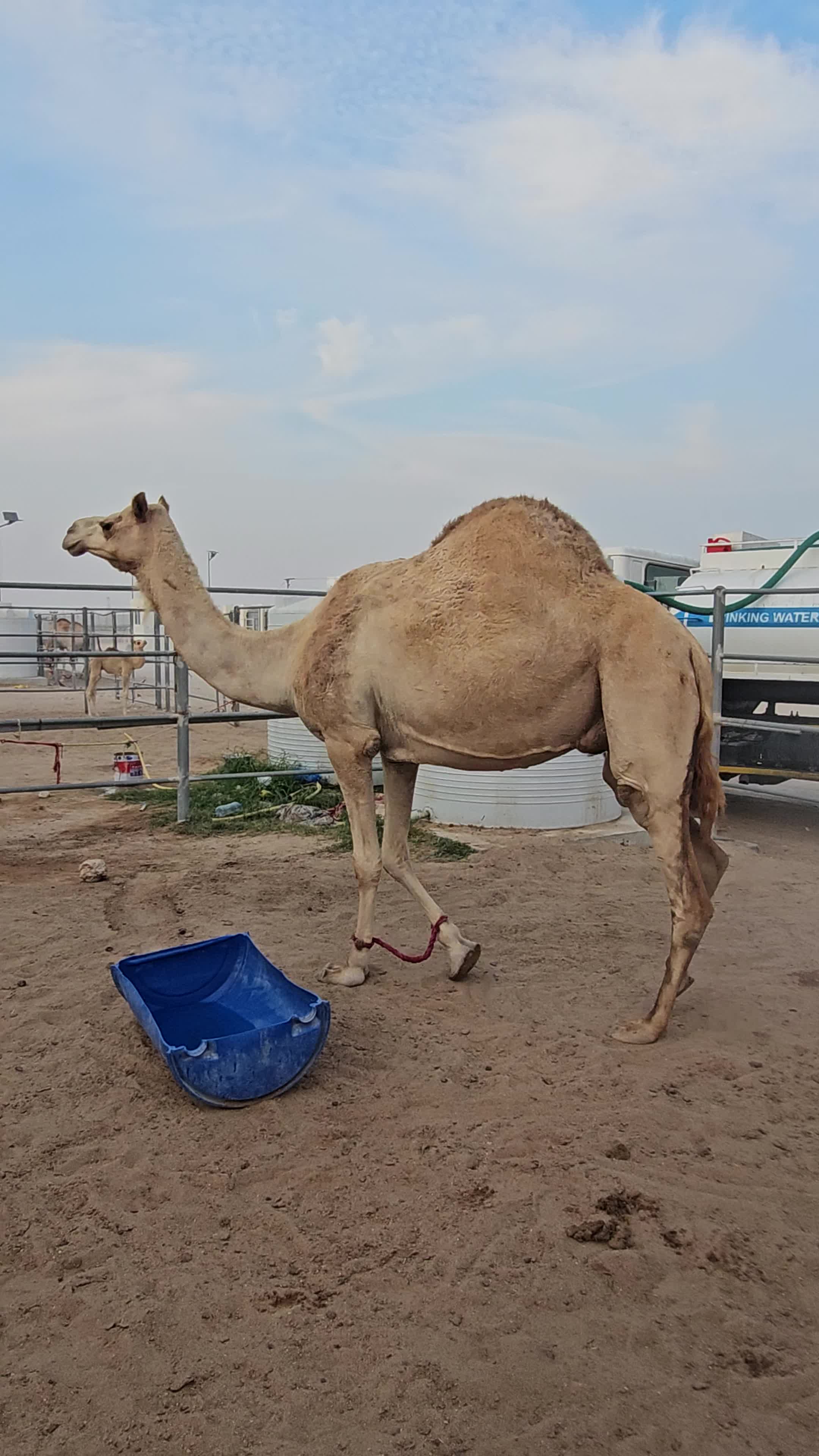 نشتري جميع انواع الحلال - 1
