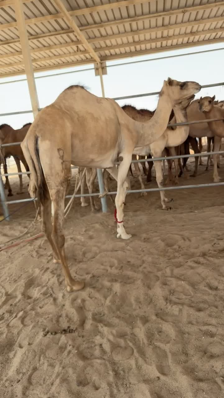 عشائر اثنين سليمات من البروسيلا  - 3