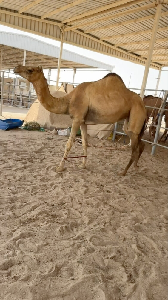 عشائر اثنين سليمات من البروسيلا  - 1
