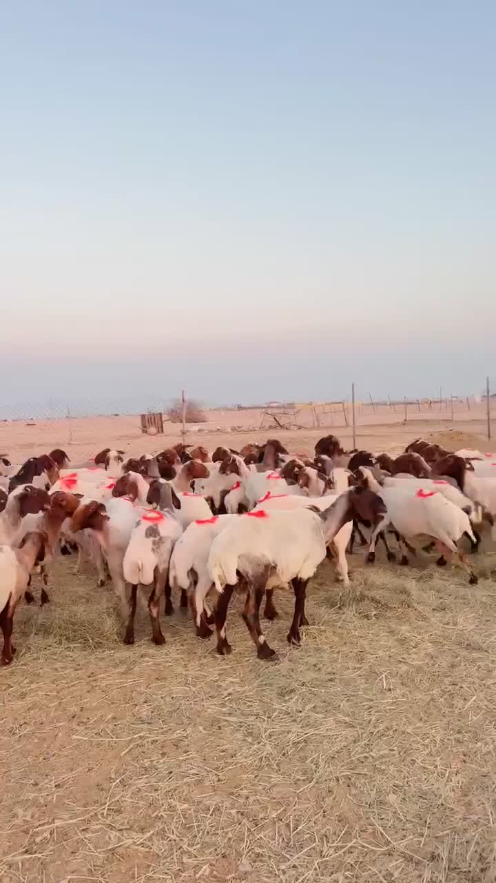 غنم مراح دفيع شرط - 1