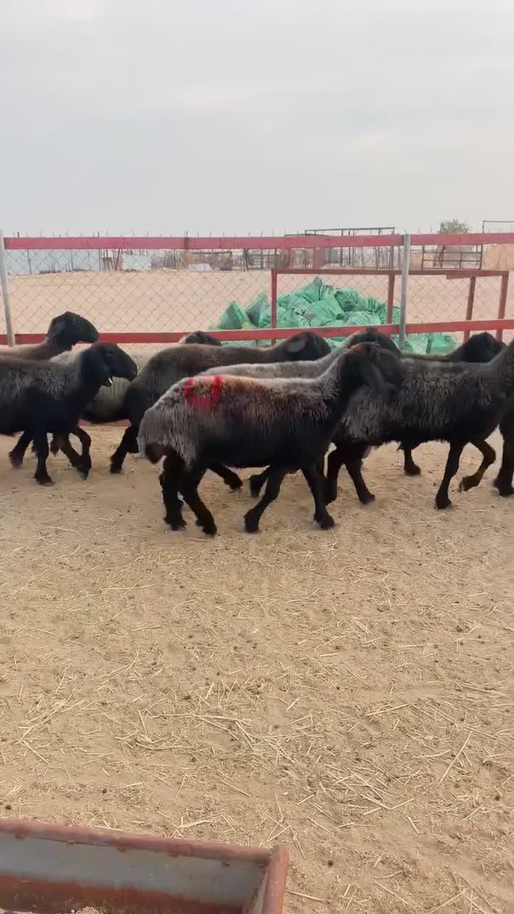غنم عرب طيبه - 1