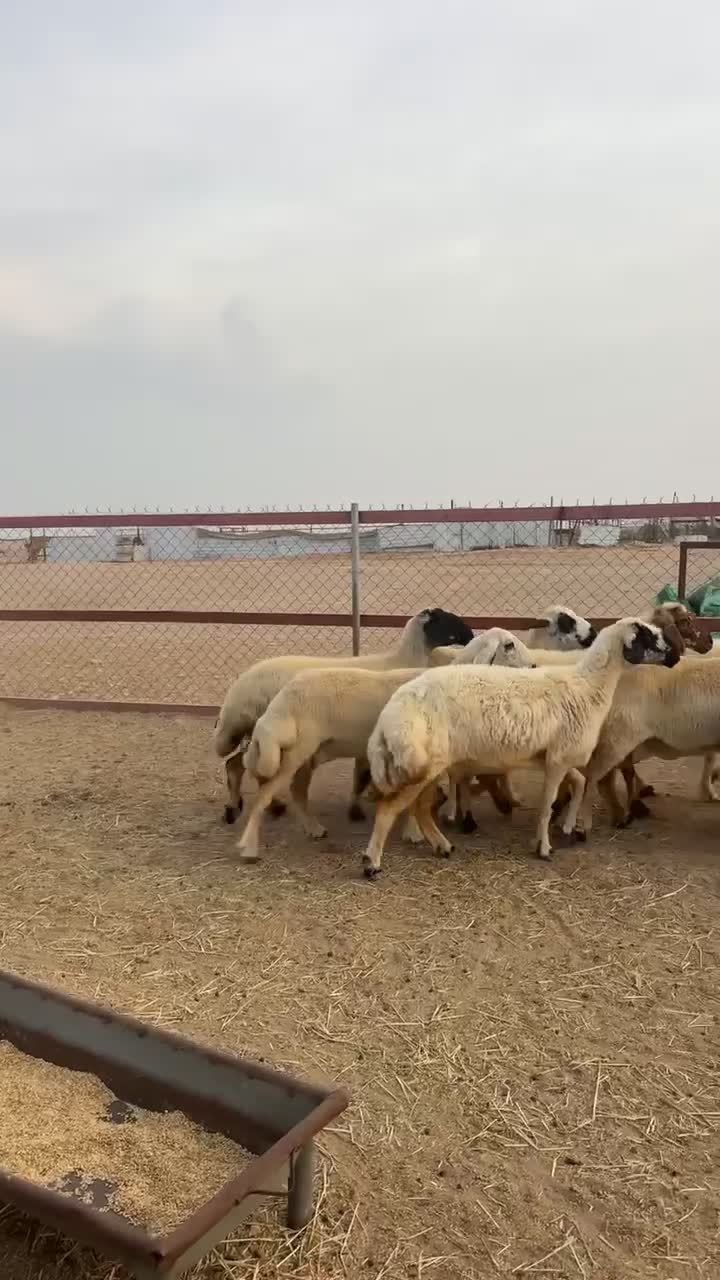 غنم عرب طيبه - 1